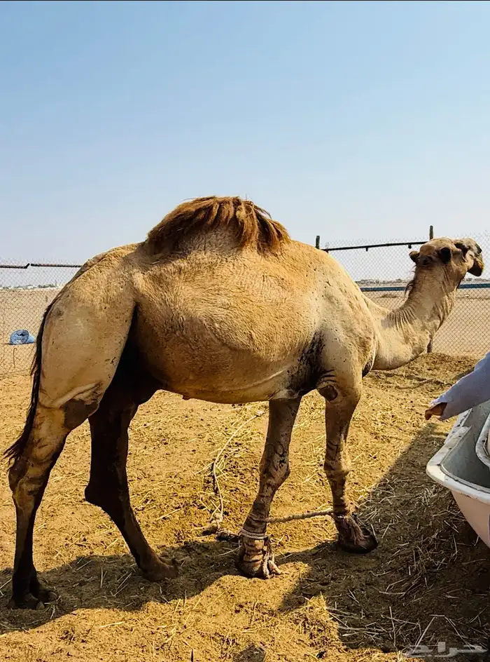 حمل شمالي مشروط 7