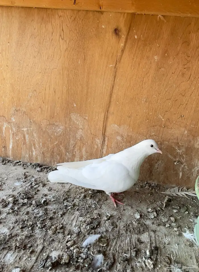 حمام خوارج تفريد 9