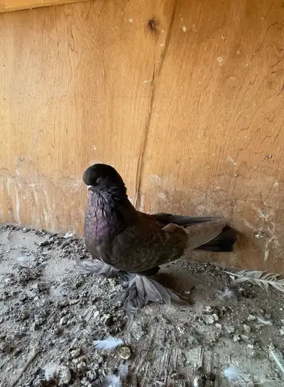 حمام خوارج تفريد index