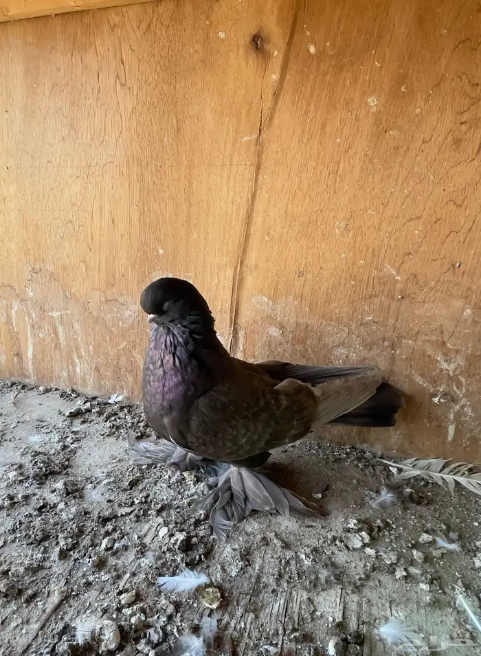 حمام خوارج تفريد 2