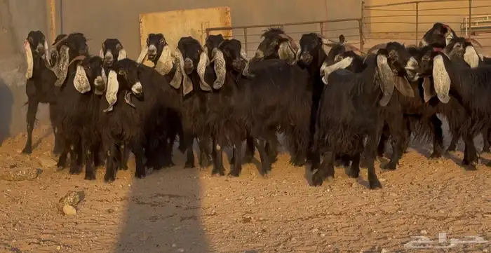 معزا عوارض ربش طيبه دفيع وضريع شرط العدد 21 1