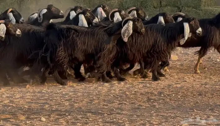 معزا عوارض ربش طيبه دفيع وضريع شرط العدد 21 11