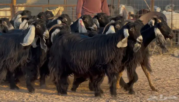 معزا عوارض ربش طيبه دفيع وضريع شرط العدد 21 10