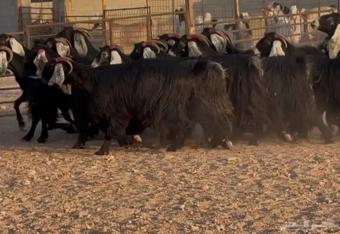 معزا عوارض ربش طيبه دفيع وضريع شرط العدد 21 6