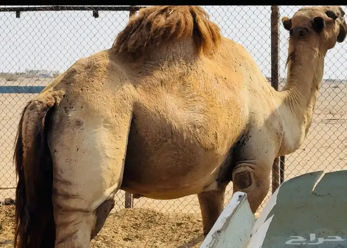 حمل شمالي مشروط 5