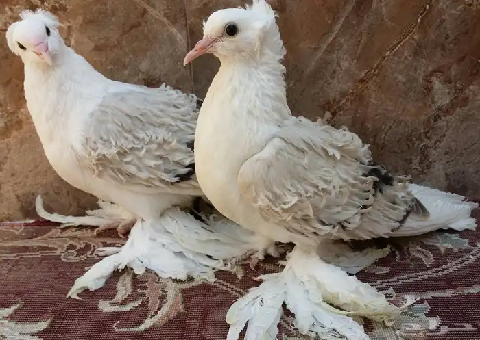 مفتل مكتف 14