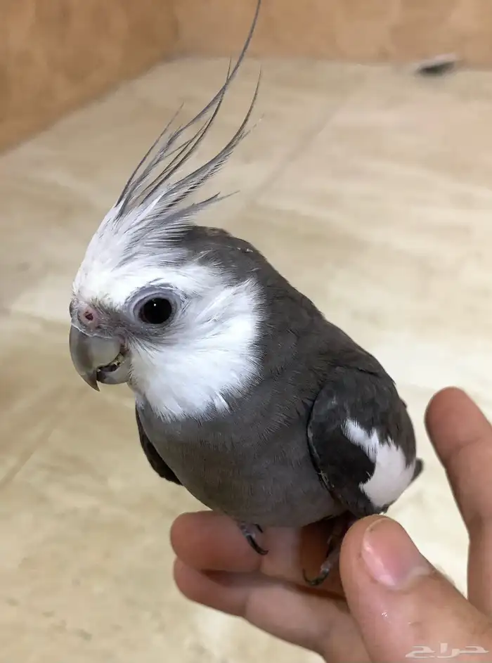 جوز كروان اليف 1