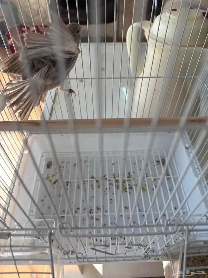 للبيع كناري اروبي 0