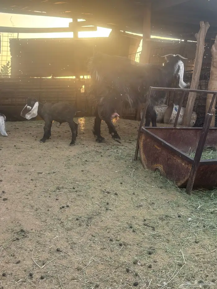 لبيع عنز عارضيه ااصل تحتها جفرتين 9