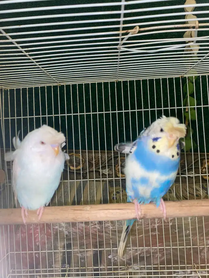 3 ازواج بادجي منتجه 5