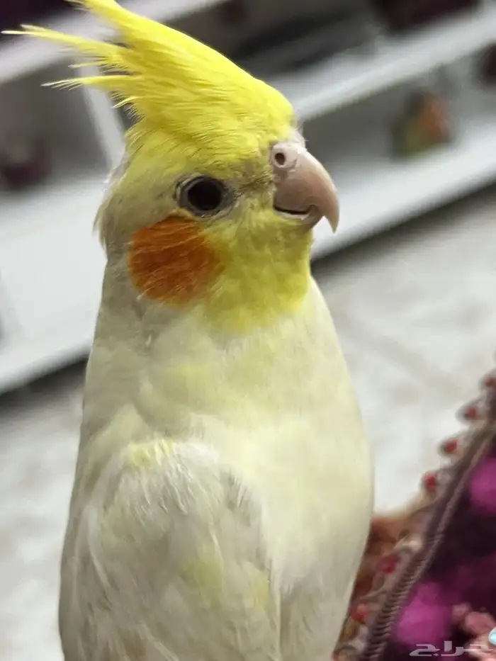 كروان للبيع 2