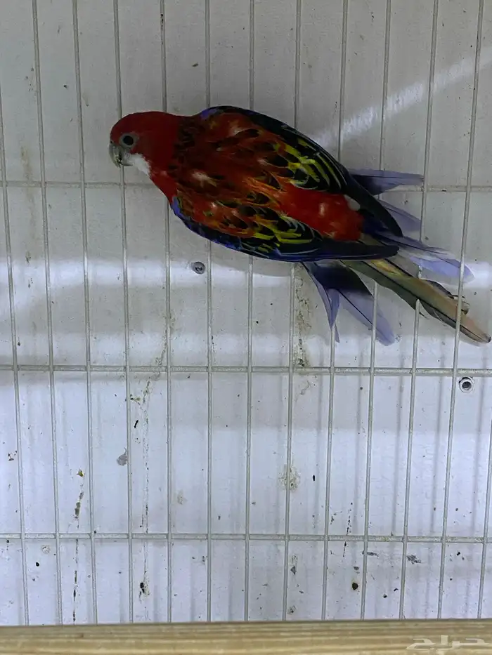 ذكر روزيلا بشهادته 2