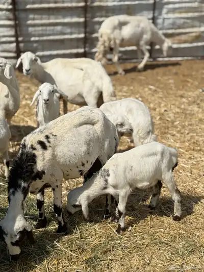 ضان ولد 6 معها 5 index