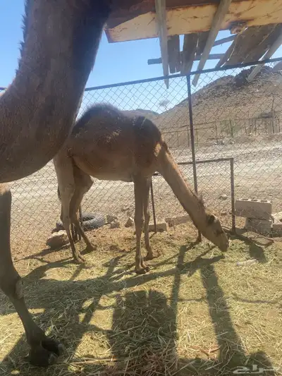 اعرض لكم ناقه خلفه تحتها بكره البكره عازلها عن امها مطوله index