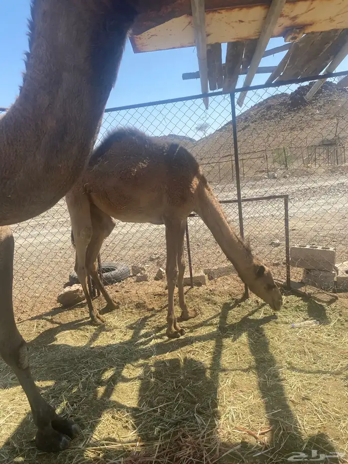 اعرض لكم ناقه خلفه تحتها بكره البكره عازلها عن امها مطوله 8