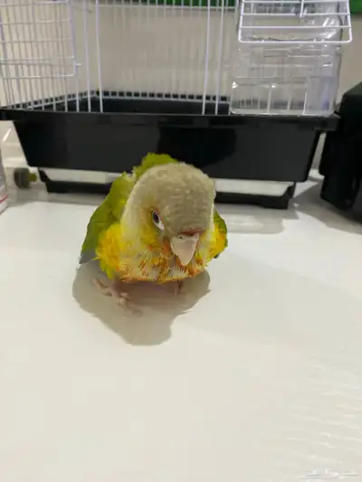 كنيور فرخ العمر 42 يوم صحه شرط عدد تناديه يجيك تواصل واتس index