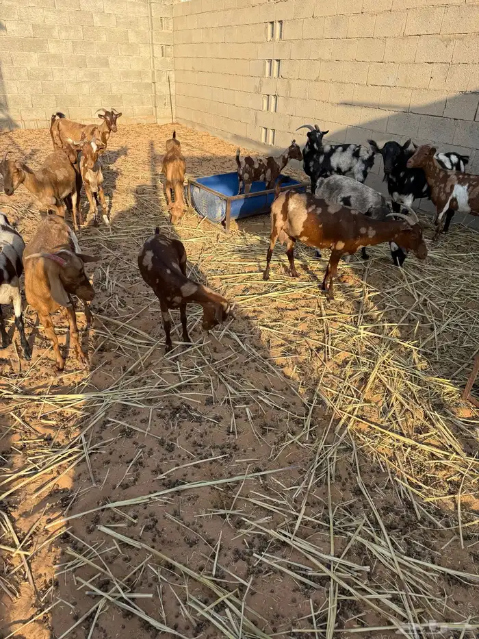 معزاء جيشيات دفيع 3