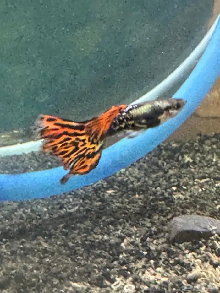 سمك زينة جوبي نوادر 3