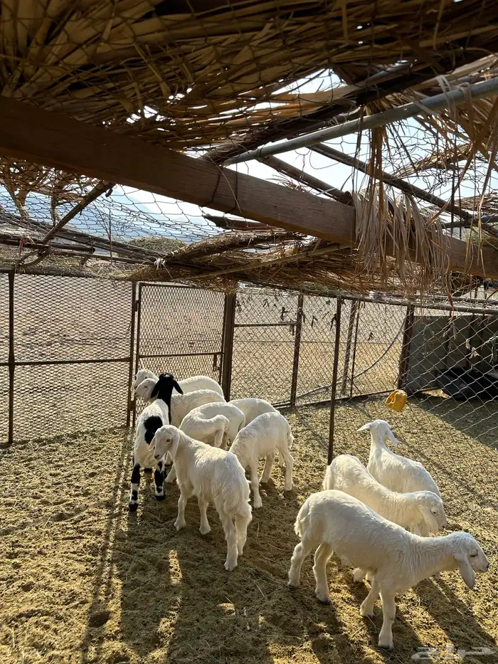 طليان تربيه 2