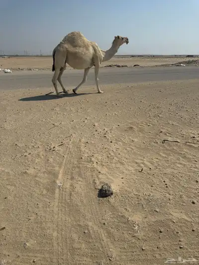 لقحه فاخره ماشاء الله تبارك الله للبيع index