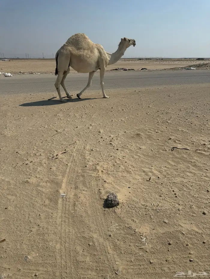 لقحه فاخره ماشاء الله تبارك الله للبيع 0