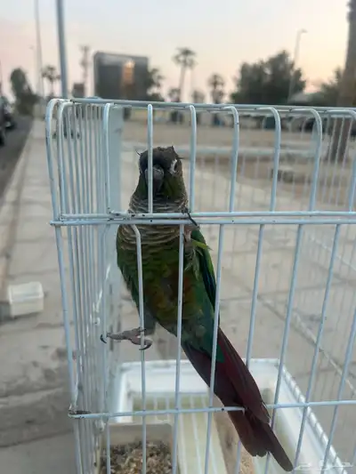 كنيور قرين شك index