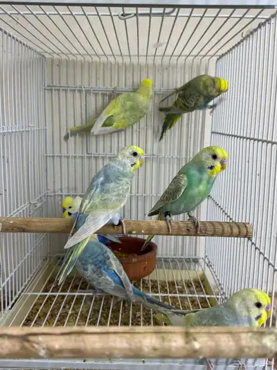 بادجي رينبو index