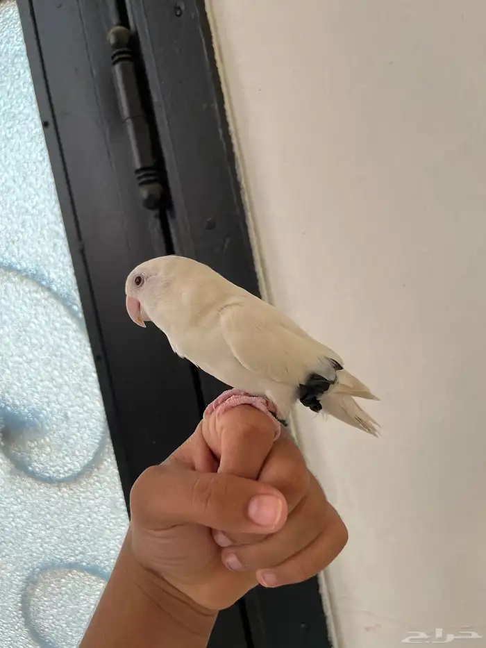 بغبغاء أروز للبيع الحد 250 قابل لتفاوض اط ير نوعن ما أليف 1