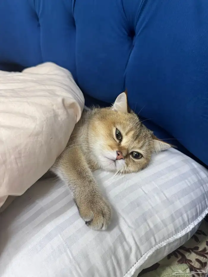 قط سكوتش فولد قولدن 0