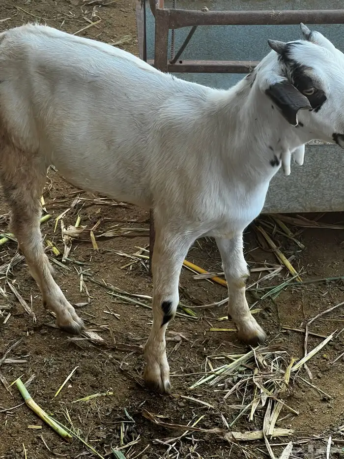 مشروع فحل بيشي 2