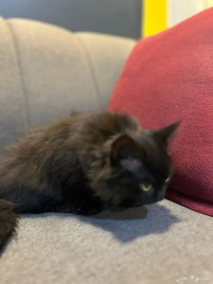 قطوتين للبيع 39