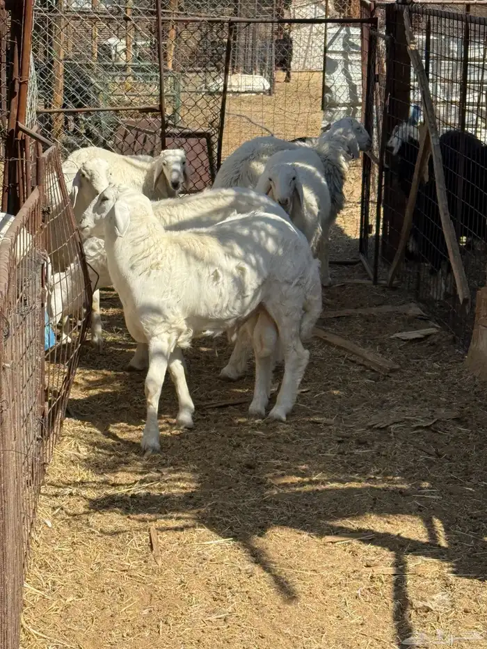 طليان. والتيوس ذبايح. 7