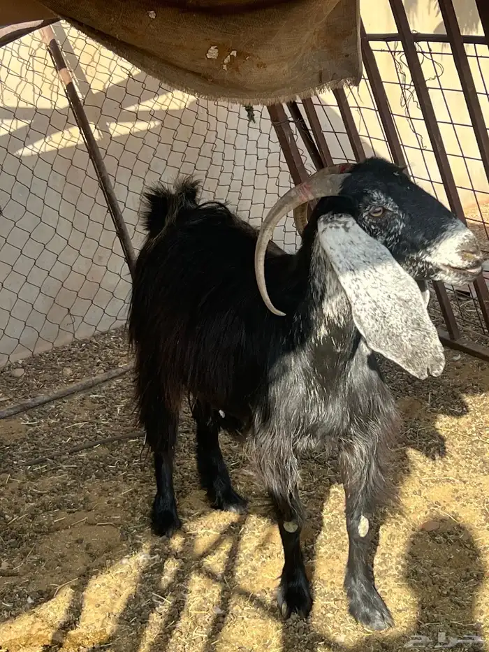 للبيع عنز دافع ربهم تربيه 0