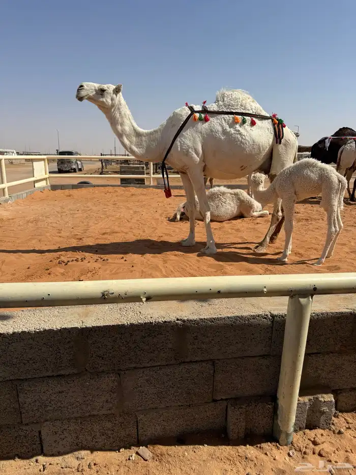 خلفه وضحا مصغر 0