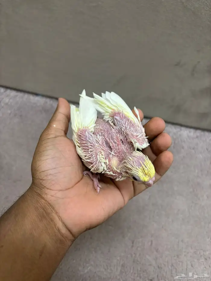 فروخ كروان البينو و لاتينو 3