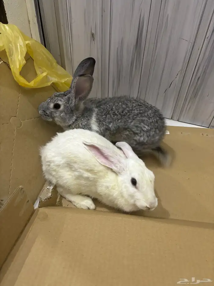 ارانب للبيع انثى وذكر 1