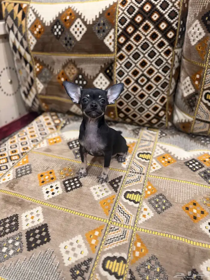 كلب تشيواو بيور 1