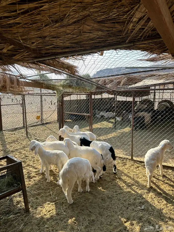 طليان تربيه 0