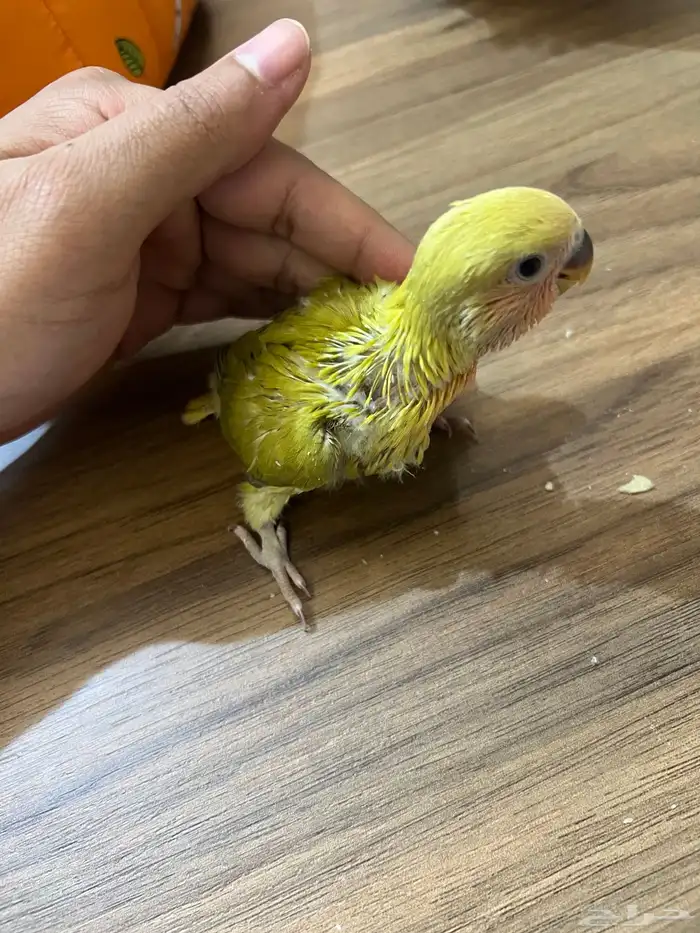 فروخ ببغاء روز 1