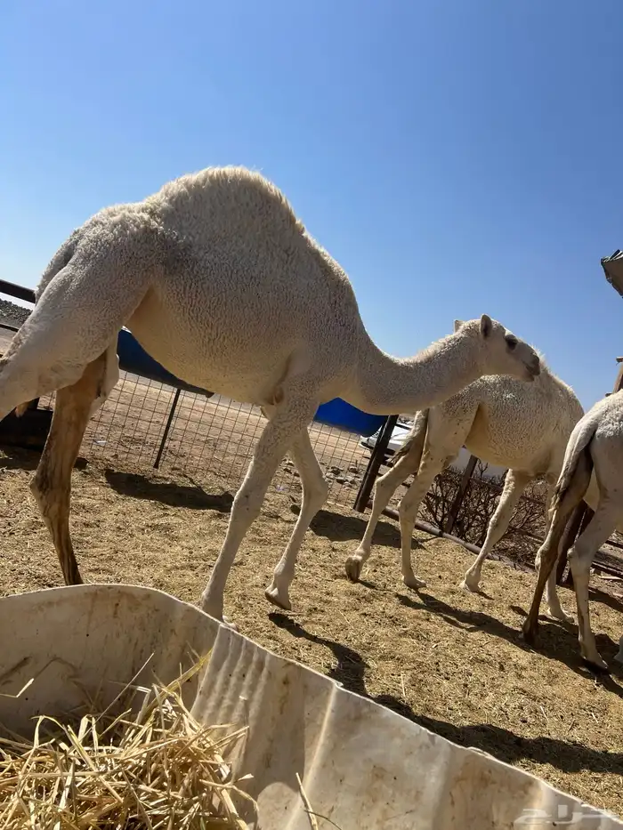 قعدان طيبة للذبح 2