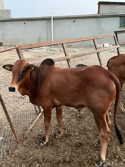 حسلان بلدي للبيع index