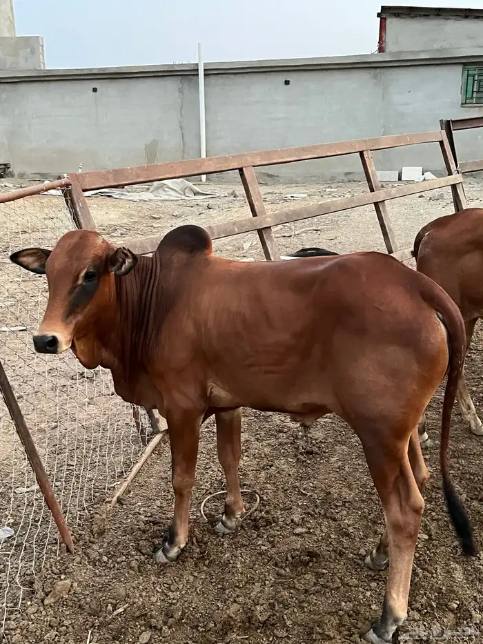 حسلان بلدي للبيع 2