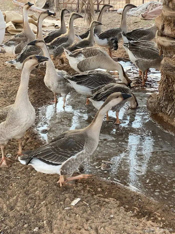 وز عراقي للبيع الوز العراقي 0