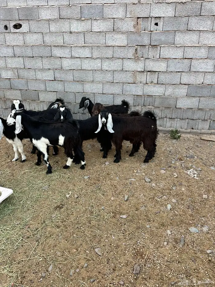 ذبائح الأكحل 18