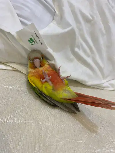 كنيور فرخ العمر 42 يوم صحه شرط عدد تناديه يجيك تواصل واتس index