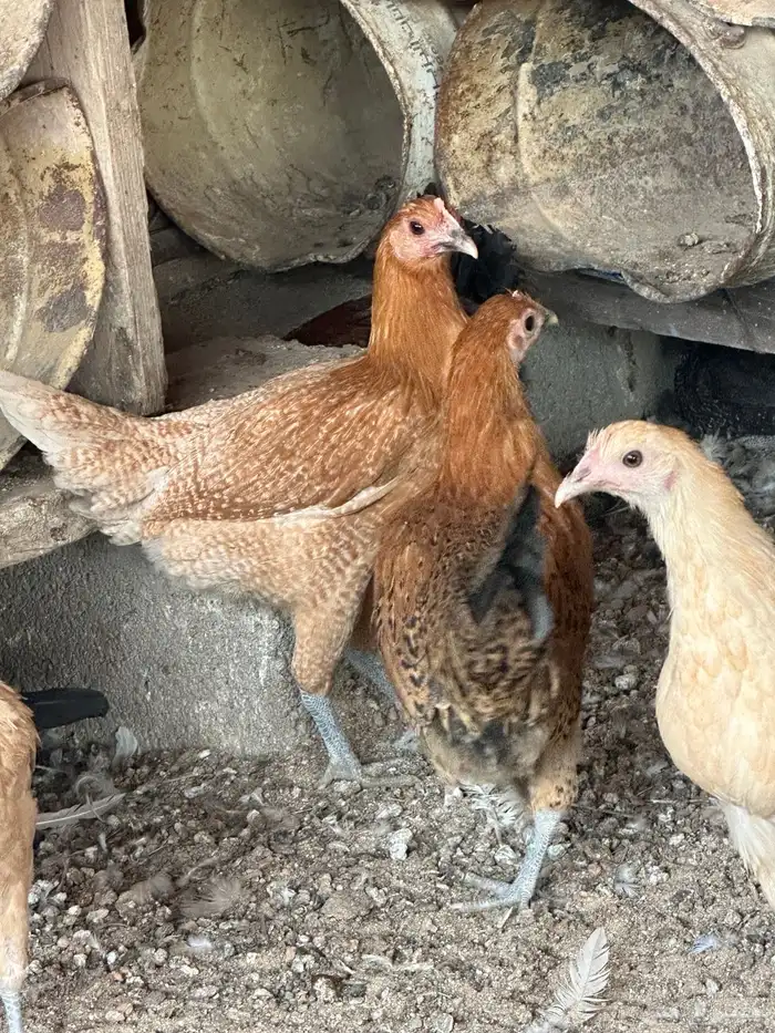 دجاج فيومي اورنج 1