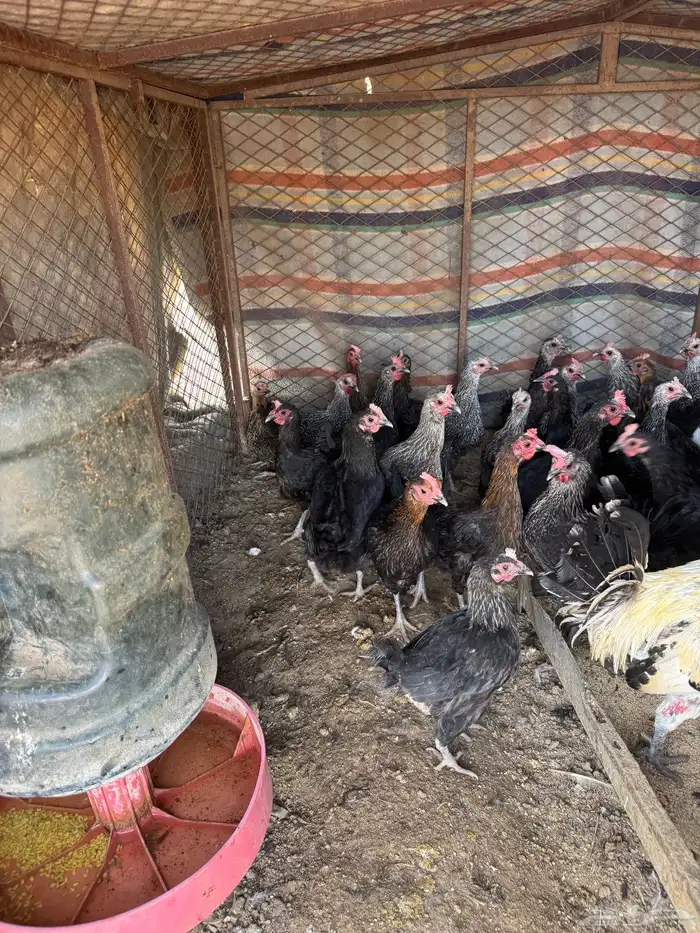 دجاج للبيع 73 حبه 5