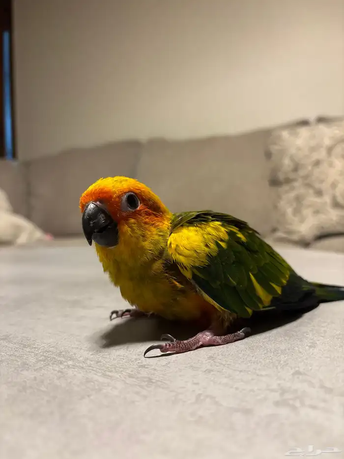 فرخ صن كنيور 2