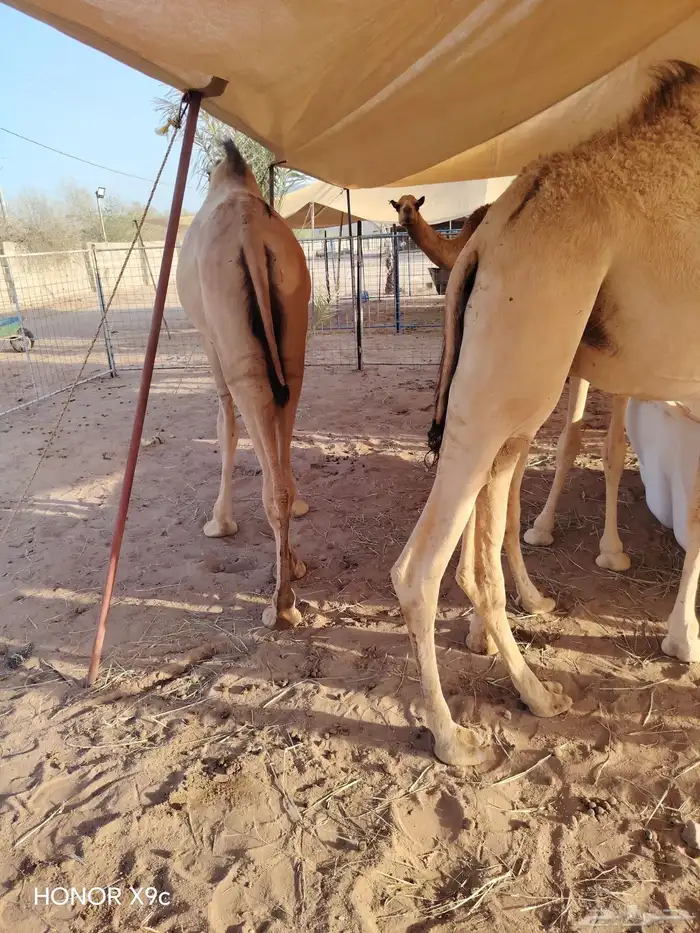 قعدان مرابى عمر شهرين ونصف لثلاثة شهور 0