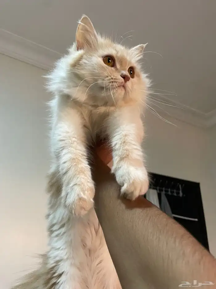 قطه اسمها كرميل عمرها سنه تقريبا 3